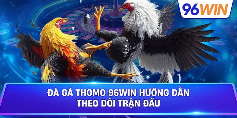 Đá Gà Thomo Góc Nhìn Toàn Diện Dành Cho Người Mới 3 Đá Gà Thomo 96win Hướng Dẫn Theo Dõi Trận Đấu